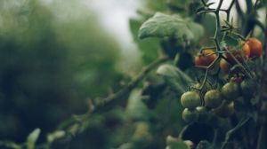 Вчені виявили новий вид цистоподібної нематоди на томаті