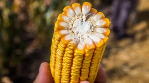 В Китаї черговий раз побили рекорд урожайності кукурудзи