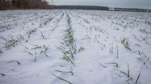 Погода в Україні залишиться похмурою: очікується стрімке потепління та опади