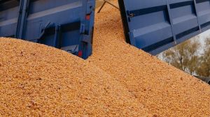 Сільгоспвиробники США завершили збирати кукурудзу — результати сезону