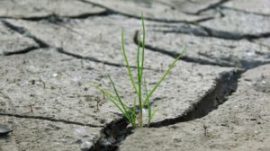 Аграрії Житомирщини через посуху втратили 400 тис. тонн урожаю