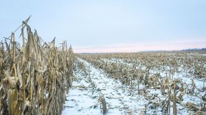Погода в Україні погіршиться: на початок зими очікуються сильні опади та вітер
