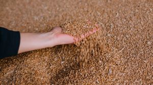 Прогноз виробництва зернових культур знову знижено: посуха продовжується