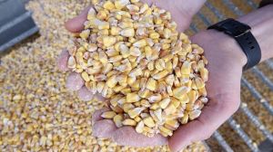 В Україні можуть ввести держрегулювання на кукурудзу: необхідно стабілізувати ситуацію
