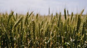 Постачальники ЗЗР та ГМО гальмують перехід аграріїв на органічне виробництво, — думка