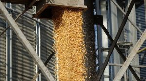 На українських елеваторах зберігається близько 12 млн тонн кукурудзи
