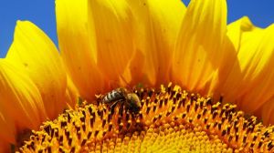 Спеціально вирощені бджоли забезпечують стійкий та ефективний захист культур