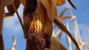 Прогноз урожаю та експорту української кукурудзи покращено, — USDA