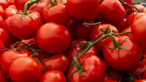 В Японії вперше дозволили продаж генномодифікованих помідорів