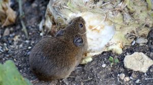 До 100% полів на Харківщині заселено мишоподібними гризунами