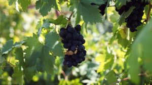 Українському винограду загрожує нова небезпечна хвороба