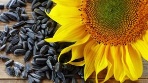 Перевірка насіння соняшнику дозволить попередити провал сезону, — науковці