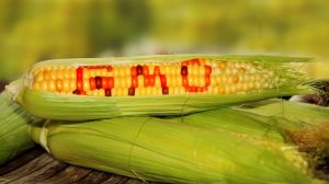 Українців будуть штрафувати за порушення правил поводження з ГМО