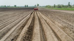 В Україні лобіюється розвиток промислового картоплярства