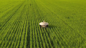Швейцарські вчені створили автономного робота Moondino для прополювання рисових полів