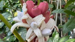На Запоріжжі вирощують рідкісні рожеві банани