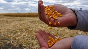 Україна зберегла профіцитність сільгоспвиробництва: підсумки сезону 2020