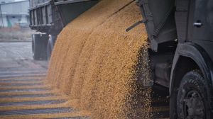 За минулий рік вал зерна на Миколаївщині скоротився практично на чверть