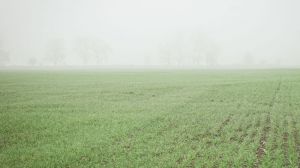 Погодні умови стримують розвиток гризунів у посівах озимих на Харківщині