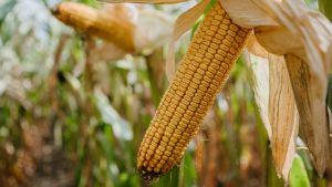 До Держреєстру сортів рослин занесено 235 високопродуктивних гібридів кукурудзи, створених науковцями НААН
