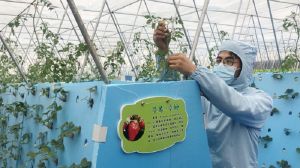 В Китаї продемонстрували переваги аеропонного вирощування рослин