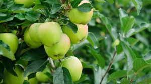 Фенопрогнозна система захисту яблуні НААН зайняла місце в ТОП-10 наукових досягнень