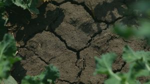Аграрії Півдня України просять про допомогу: прогнозується черговий посушливий сезон