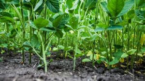 Штучне стимулювання посухостійкості рослин може врятувати урожай, — думка