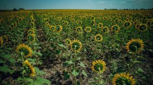 Названо найрентабельніші польові культури, які варто вирощувати в Україні