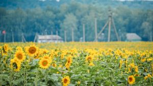 MAS Seeds запрошує агрономів на безкоштовний семінар по вирощуванню соняшника