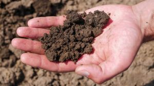 Названо базові постулати для відновлення здорових ґрунтів після монокультур та ЗЗР
