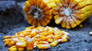 В Україні визначено допустимі обсяги експорту кукурудзи