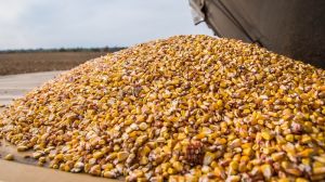 Названо конкретні кроки, які дозволять Україні уникнути дефіциту кукурудзи