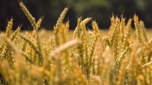 Науковці із США намагаються створити безглютенову пшеницю та неалергенний арахіс