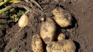 Українські гібриди картоплі здатні давати врожай близько 100 т/га, — НААН