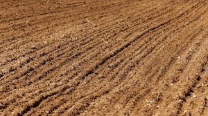 Дослідження ґрунту дозволить аграріям оптимізувати виробничі затрати, — фахівці