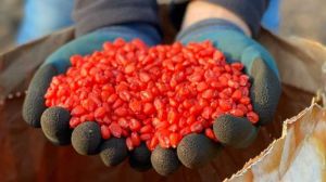 Для України відбираються урожайні та найбільш стійкі гібриди кукурудзи — Клер Кован