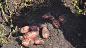 Озвучено основні причини, чому аграрії побоюються вирощувати картоплю