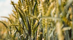 Урожай пшениці в ЄС може вирости на 8%, — прогноз експертів