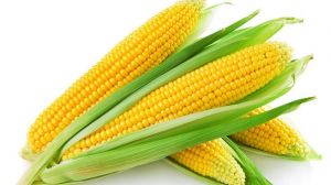 Науковці розповіли про особливості підживлення кукурудзи: підвищення урожайності