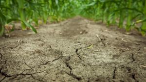 Названо основні технології боротьби з посухою в Україні