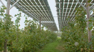 Нідерландські аграрії використовують сонячні панелі для стабілізації виробництва лохини