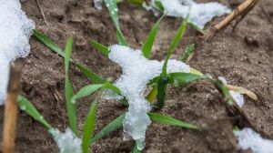 Аграрії Херсонщини можуть недобрати врожаю через недостатню зволоженість ґрунту