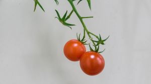 Американські науковці придумали новий спосіб поліпшення якості помідорів