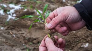 Аграрії на Прикарпатті можуть втратити урожай озимих через перепади температур