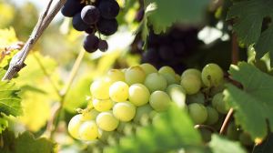 Протистояння посухам та надмірній спеці: як ізраїльтяни вирощують виноград в пустелі, — досвід