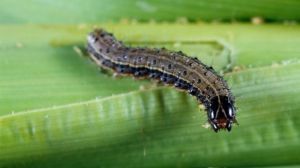 Науковці дослідили вплив паразитоїдів на кукурудзяну листяну совку