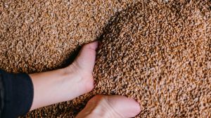 Українська зернова асоціація підтримала зниження ПДВ для операцій з зерном