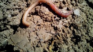 Каліфорнійський черв’як здатний за півроку створити органічний біогумус з листя, — досвід