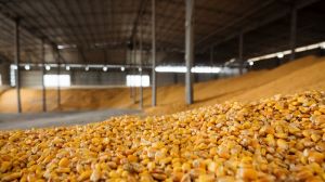 Аналітики прогнозують помірне зниження цін на ринку фуражного зерна